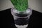Grüne Kaktuspflanze aus Kunstglas von Murano Formia für Marta Marzotto, 1990 4