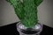 Cactus en Verre Vert par Murano Formia pour Marta Marzotto, 1990 5