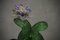 Grüne Kaktuspflanze aus Kunstglas von Murano Formia für Marta Marzotto, 1990 4