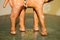 Escultura de camello vintage de cuero envejecido en madera tallada a mano de Libertys, Imagen 11