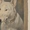 Frederick Thomas Daws, Antiker Englischer Bullterrier, Öl auf Leinwand, 1920, Gerahmt 8