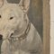 Frederick Thomas Daws, Bull Terrier Anglais Antique, Huile sur Toile, 1920, Encadré 8