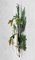 Large Painted Botanical-Themed Toleware Sconces, France, 1960s, Set of 2, Image 7