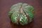 Green Glazed Pottery Paperweight by Debbie Prosser for Cornish Studio, Image 6