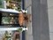 Victorian Tilt Top Breakfast Table in Burr Walnut, Image 9