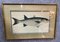 Fish Illustrations, Engravings, Framed, Set of 6 2