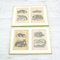 Framed Zoological Pictures, 1970s, Set of 2 6