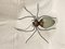 Metal and Glass Spider Lamp 6