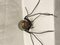 Metal and Glass Spider Lamp 3