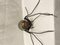 Metal and Glass Spider Lamp, Image 3