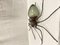 Metal and Glass Spider Lamp 4