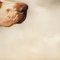 S Bevilacqua, Cani da caccia, 1920, Dipinti a olio su marmo, set di 5, Immagine 26