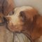 S Bevilacqua, Cani da caccia, 1920, Dipinti a olio su marmo, set di 5, Immagine 34