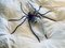 Italienische Mid-Century Spider Wandlampe aus Metall & Glas, 1950er 6