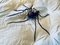 Italienische Mid-Century Spider Wandlampe aus Metall & Glas, 1950er 2