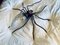 Italienische Mid-Century Spider Wandlampe aus Metall & Glas, 1950er 1