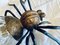 Italienische Mid-Century Spider Wandlampe aus Metall & Glas, 1950er 16