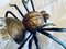 Mid-Century Italian Modern Metal and Glass Spider Wall Lamp, 1950s 16