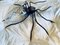 Italienische Mid-Century Spider Wandlampe aus Metall & Glas, 1950er 8