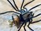 Mid-Century Italian Modern Metal and Glass Spider Wall Lamp, 1950s 18