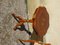 Vintage Wooden Pedestal Table with Marquetry, 1960s 16