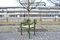 Grüner Carimate Stuhl aus Birkenholz von Vico Magistretti, 1960er, 6er Set 12