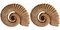 Eteromorphe Terrakotta Ammonit Skulpturen, Frühes 20. Jh., 2er Set 3