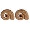 Sculptures Étéromorphes en Ammonite en Terre Cuite, Début du 20ème Siècle, Set de 2 1