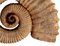 Eteromorphe Terrakotta Ammonit Skulpturen, Frühes 20. Jh., 2er Set 5