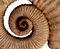 Eteromorphe Terrakotta Ammonit Skulpturen, Frühes 20. Jh., 2er Set 4