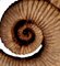 Eteromorphe Terrakotta Ammonit Skulpturen, Frühes 20. Jh., 2er Set 6