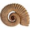 Sculptures Étéromorphes en Ammonite en Terre Cuite, Début du 20ème Siècle, Set de 2 2