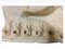 Italienischer römischer Löwe aus Marmor, 12. Jh. 9