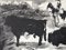 Pablo Picasso, Corrida Scene and Bull, Litografia originale fronte/retro, 1961, Immagine 3