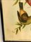 John Gould, Birds of Australia, 1800er, Lithographie, gerahmt 2