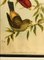 John Gould, Birds of Australia, década de 1800, litografía, enmarcado, Imagen 6