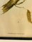 John Gould, Birds of Australia, 1800er, Lithographie, gerahmt 2