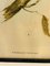 John Gould, Birds of Australia, 1800s, Lithograph, Framed 2