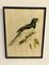 John Gould, Birds of Australia, 1800er, Lithographie, gerahmt 6