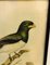 John Gould, Birds of Australia, 1800er, Lithographie, gerahmt 4