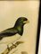 John Gould, Birds of Australia, 1800s, Lithograph, Framed, Image 4