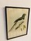 John Gould, Birds of Australia, 1800s, Lithograph, Framed, Image 5