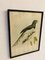 John Gould, Birds of Australia, 1800s, Lithographie, Encadré 5