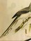 John Gould, Birds of Australia, 1800er, Lithographie, gerahmt 3