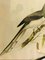 John Gould, Birds of Australia, 1800s, Lithograph, Framed, Image 3