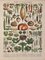 Adolphe Millot, Vegetables and Garden Plants, 1900, Lithograph Engraving 1