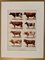 Maurice Dessertenne, Cows, 1920, Lithographic Engraving 4