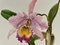 Madeleine Rollinat, Orchid (Cattleya Trianae), 1960, Acquarello, Immagine 2