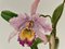 Madeleine Rollinat, Orchidee (Cattleya Trianae), 1960, Aquarell 2