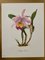 Madeleine Rollinat, Orchid (Cattleya Trianae), 1960, Acquarello, Immagine 1